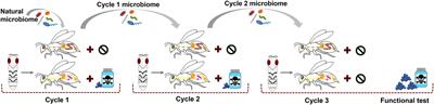 Experimental inheritance of antibiotic acquired dysbiosis affects host phenotypes across generations